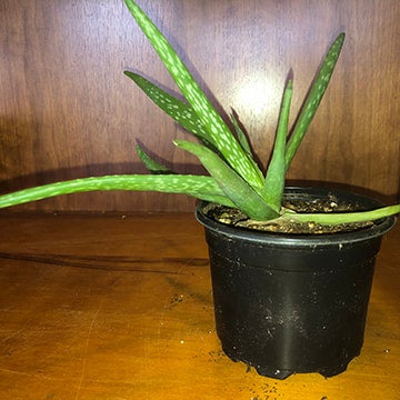 Aloe Vera Plants | Weston Garden Center LLC