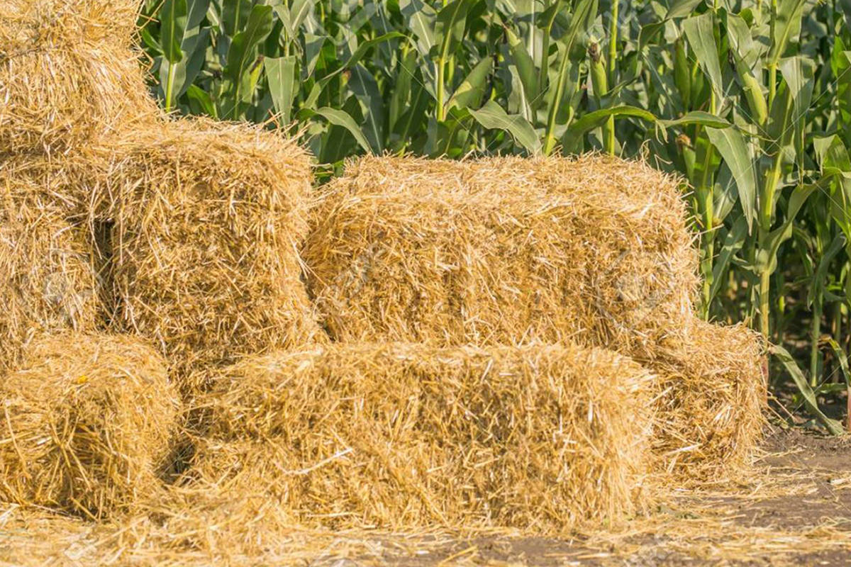 Straw Bales in Hanover, PA